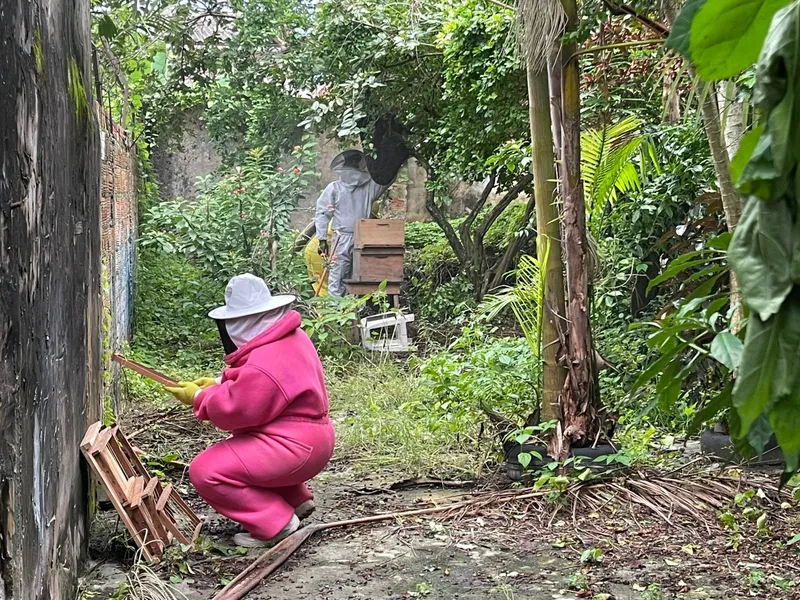 Apicultores retiram as abelhas da colmeia para realocação