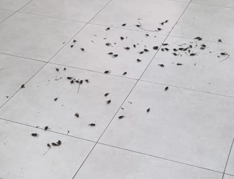 Trabalhador do bairro da Cidade Velha registrou e se surpreendeu com a grande quantidade de grilos no local nos últimos dias.