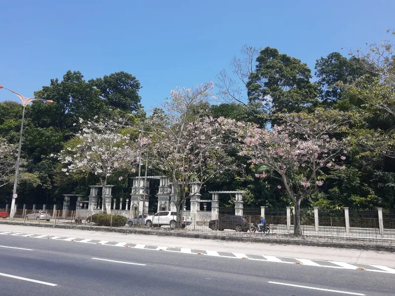 De 2022 a 2024, a Prefeitura de Belém já plantou mais de 14 mil vegetais na cidade, sendo que, desse total, a maioria corresponde a  árvores de grande porte