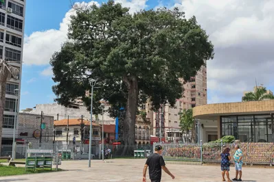 Relatório técnico da Prefeitura de Belém atesta boas condições de samaumeira da Praça Santuário
