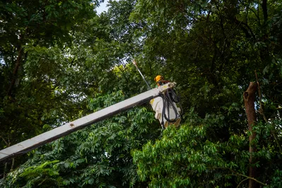 Prefeitura de Belém retoma serviço de poda de árvores na cidade